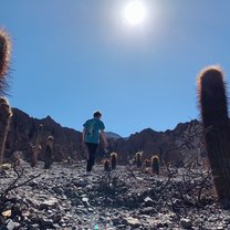 Mountain side and cacti in Salta.