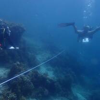 Reef Check Surveys