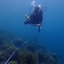 Reef Check Surveys