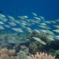 Reef Check Surveys