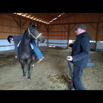 Me helping back the young horses