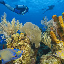 Reef Conservation