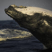 Humpback whale