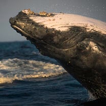 Humpback whale