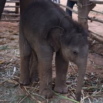10 day old baby elephant