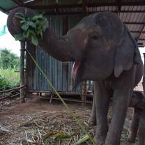 Momma elephant enjoying banana leaves