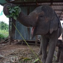 Momma elephant enjoying banana leaves