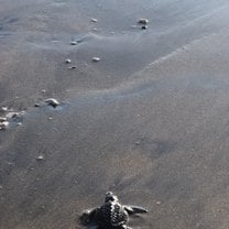 Baby sea turtle returning to the ocean
