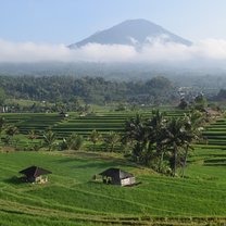 Bali rice terraces