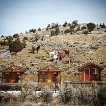 Horses in their natural habitat, right outside your cabin door.