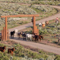 What a colorful herd of ranch-raised horses!