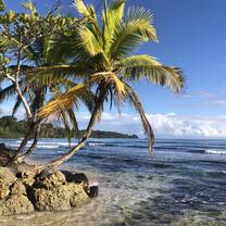 Palm tree and ocean