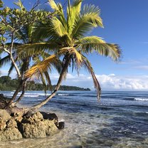 Palm tree and ocean