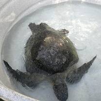 Rehabilitated from a boat strike to the carapace.