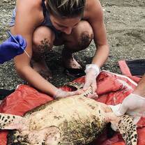 Collecting data on a juvenile.