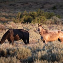 Experience horses in their natural habitat, grazing in sage-covered pastures between rides.