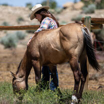 Enjoy improving your horsemanship by working with beautiful horses of different ages and breeds. 