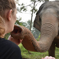Help rescued elephants in Thailand