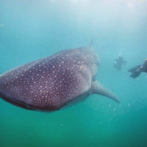 Whale Shark