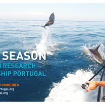 AIMM Dolphin Research Internship