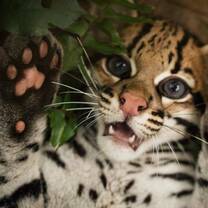 Keanu, one of Hoja Nueva's rescued and released ocelots. Photo by Trevor Frost. 