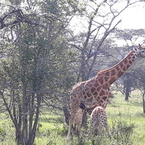Giraffes in Queen Elizabeth park