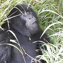 Gorilla trekking