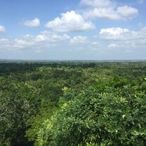 Jungle