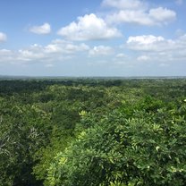 Jungle