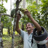Learn about cocoa cultivation during your internship abroad.