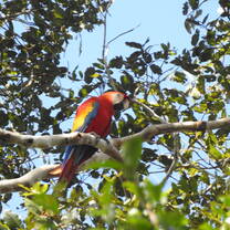 Macaw