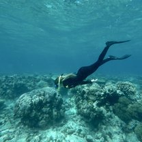 Snorkeling on The Great Barrier Reef in Australia 