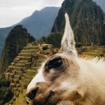 A llama was a bit hungry in Machu Picchu