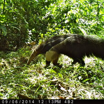 Giant anteater spotted on camera trap at Hoja Nueva.