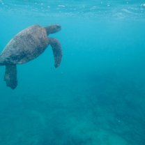 Sea turtle off of Isla Isabela, Galápagos