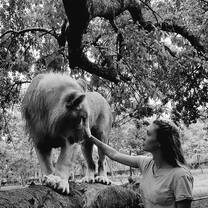 Walking with lions