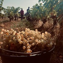 Our vendanges on L'ile Saint-Honorat 