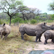 A family of white rhinos