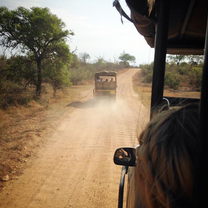 Driving through Kruger