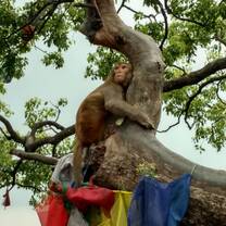 A monkey hugging a tree, roughly 10 feet in the air with red, blue, and yellow flags below. 