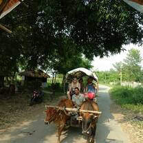 A photo from a wagon being led by donkeys.