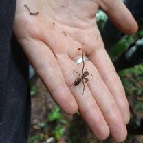 Mushroom growing out of ant