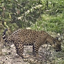 A jaguar seen on camera trap in the Peruvian Amazon.
