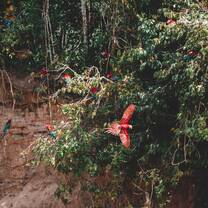 Macaws flying around the river clay lick at Hoja Nueva. 