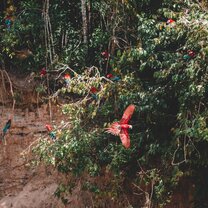 Macaws flying around the river clay lick at Hoja Nueva.
