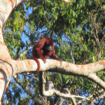 Howler monkey