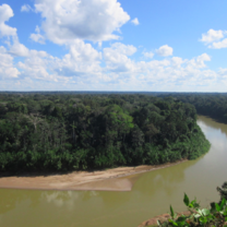 View of the rainforest from an overlook