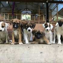 Pup Rescues at Hoja Nueva 1.