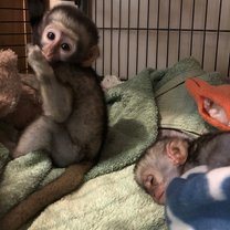 Nap time! Benson was a tired little guy, but Artie was ready to play!