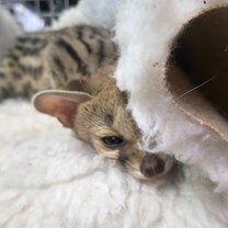 Joey, the baby genet